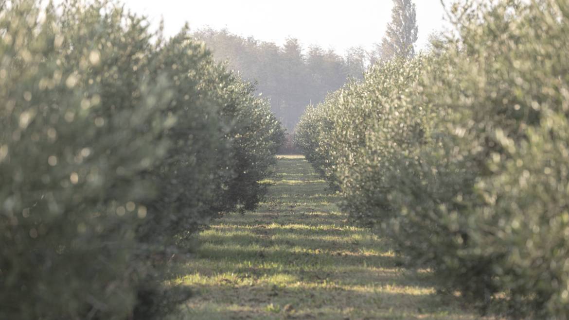 Istorija duga 6.000 godina – kako je maslinovo ulje oblikovalo Mediteran