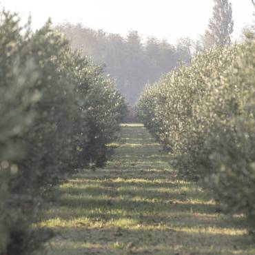 Istorija duga 6.000 godina – kako je maslinovo ulje oblikovalo Mediteran