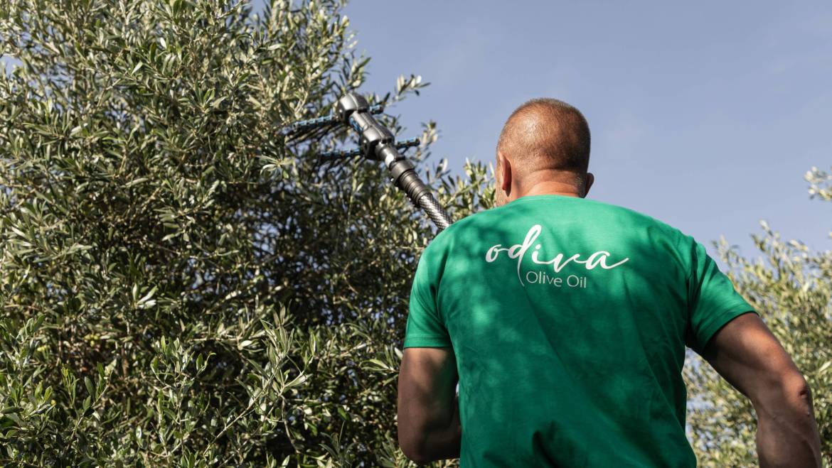 Od stabla do flaše: putovanje kroz najčistiju verziju ukusa