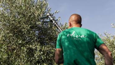 Od stabla do flaše: putovanje kroz najčistiju verziju ukusa