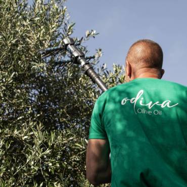 Od stabla do flaše: putovanje kroz najčistiju verziju ukusa