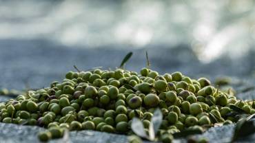 Zdravstvene prednosti maslinovog ulja – šta nauka zapravo kaže?